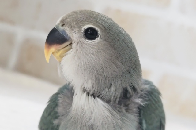 落ち着いた色合いたまらない～🫐 コザクラインコ(ブルーチェリー)