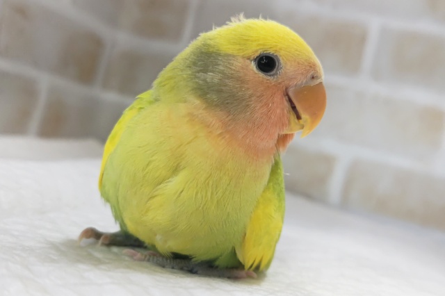 🌟最新画像🌟 ガオッとフレッシュ～🐯 コザクラインコ(タイガーオパーリン)