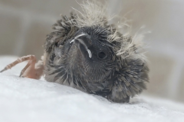 ちっこかわいい妖精さん～！？ キンカチョウ🧚