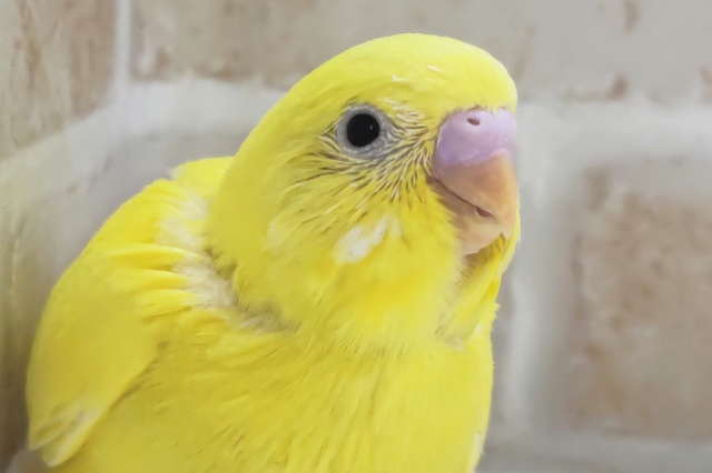 まっきっきだね～💛 セキセイインコ(ダブルファクター)