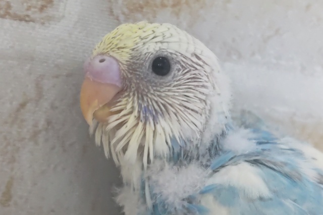 色合い素敵たまらん~🩵 セキセイインコ(パステルレインボーパイド) 色合い素敵たまらん~🩵 セキセイインコ(パステルレインボーパイド)