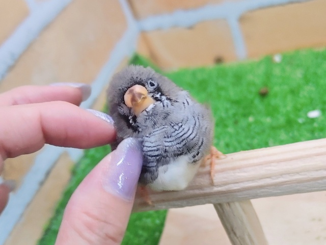 最新動画＆画像更新❤食いしん坊！キンカ鳥の雛入舎です☆