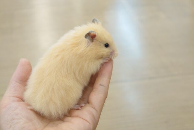 慎重なのか？大胆なのか？？　予測不能うごきっ☆！　ロングカラーハムスター～～