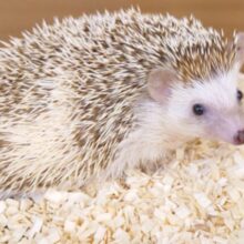 表情可愛く、どっしりハリネズミ〜〜　お待ちしてますっ