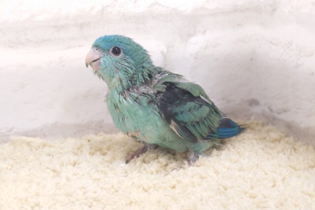 あまあまあまぁ〜〜♪　サザナミインコ　ターコイズブルー☆