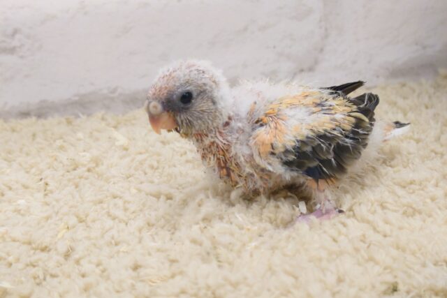 鳴き方、なんだかハマりますよね～～～　ローズアキクサインコ～～