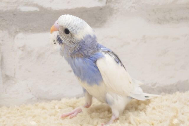 キワッキワ～☆結局やっぱり、パイドってｷﾚｲ♪　セキセイインコ　パイド～～