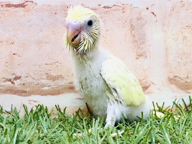 優しいカラーが来ましたね～(*´ω｀*)　セキセイインコ
