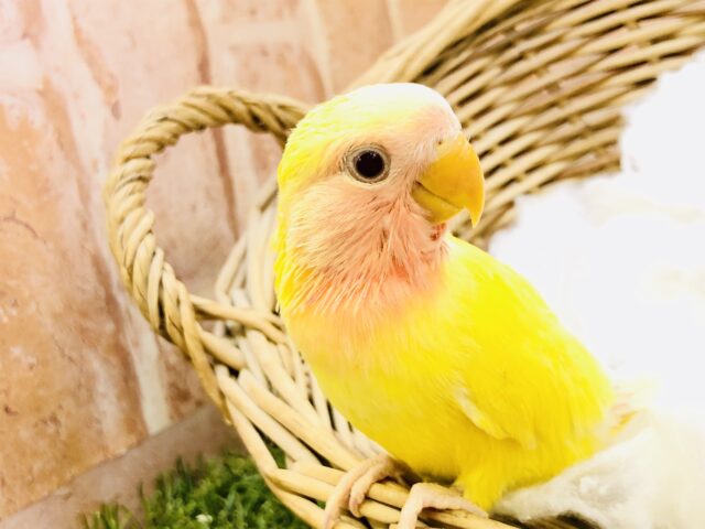 【最新画像更新☆☆】甘酸っぱいカラーがやってきました♪♪　コザクラインコ