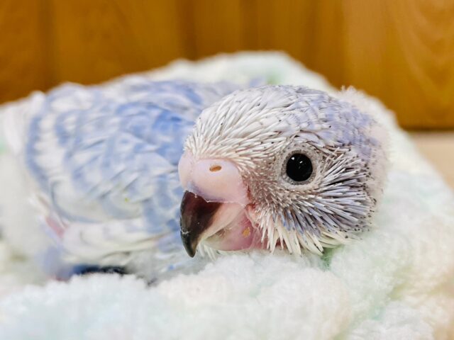 手のひらでとろけちゃう🫧セキセイインコ（スパングル）ヒナ