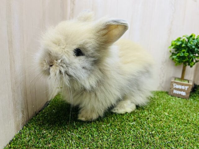 久々にライオンラビットが入舎しました〜！