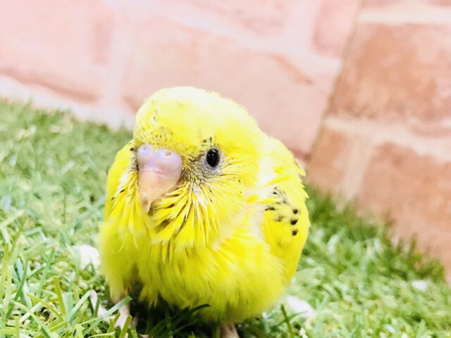 実は人気カラー？？　セキセイインコ