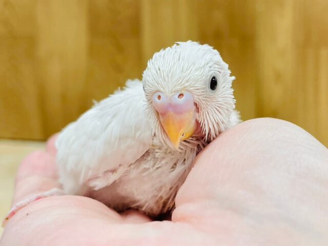 つぶらな瞳に胸キュンです♡ダブルファクター（セキセイインコ）ヒナ