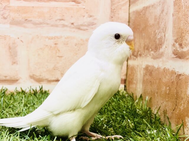 シャリシャリひんやりカラー🍦　セキセイインコ