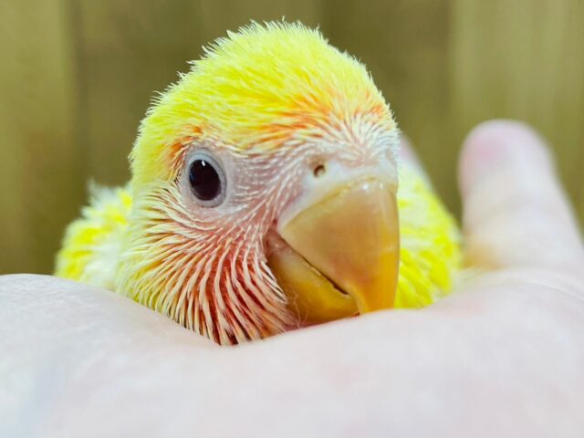 食欲旺盛な元気いっぱいちゃん♡コザクラインコ（ルチノー）ヒナ