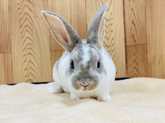 癖になる触り心地♡ミニレッキス（ブロークン）男の子