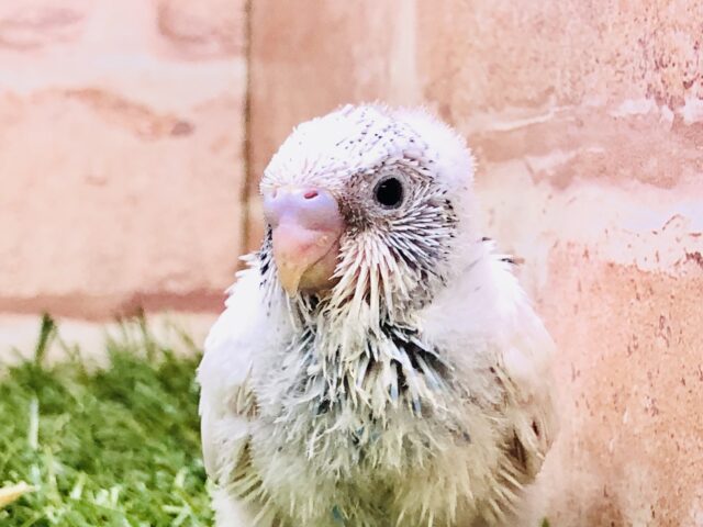 人気のパイドカラーがやってきたよ♪♪　セキセイインコ
