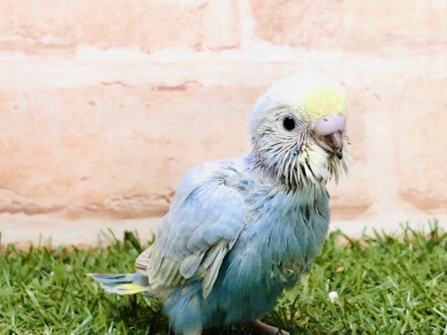 濃いめ青のレインボーがやってきました！！　セキセイインコ