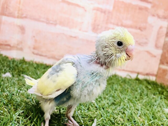 不思議な色合いがやってきました～　セキセイインコ