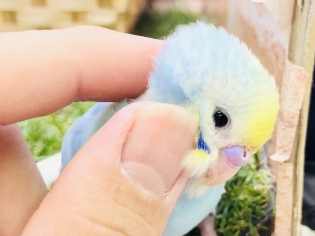 【最新画像更新☆☆】パステルにキラッと☆ セキセイインコ 【最新画像更新☆☆】パステルにキラッと☆ セキセイインコ