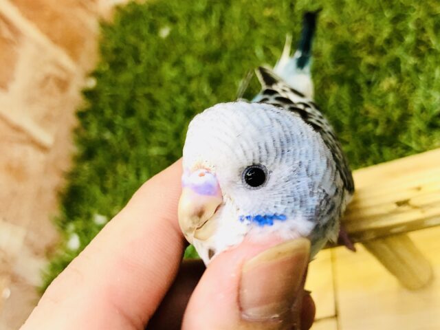 【最新画像更新☆☆】梅雨のジメジメに負けないスカイカラー！！　セキセイインコ