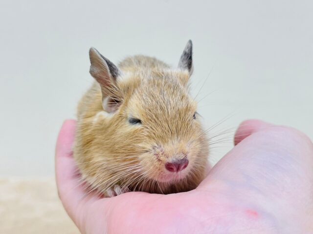 ベビーフェイスが可愛過ぎっ♡デグー（サンド）男の子