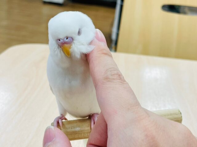 【最新画像更新🪄】魅惑の赤目が素敵♡セキセイインコ（アルビノ）ヒナ
