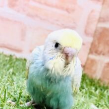 梅雨の雨上がりカラー🌈　セキセイインコ