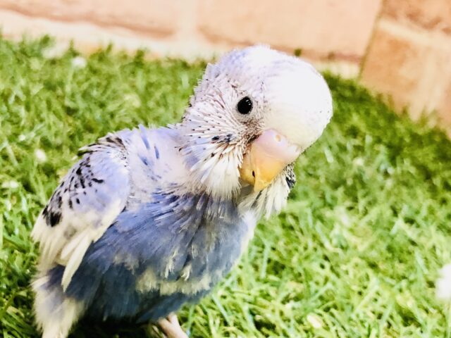 濃いめパイドちゃんです♪♪　セキセイインコ