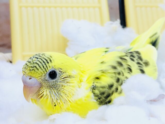 黄色のグラデカラー！！　セキセイインコ