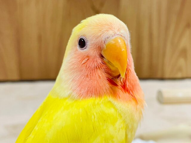 輝くフレッシュ果汁🍍コザクラインコ（ルチノー）ヒナ