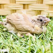 甘～い誘惑にいざなわれて？？　キンカチョウ