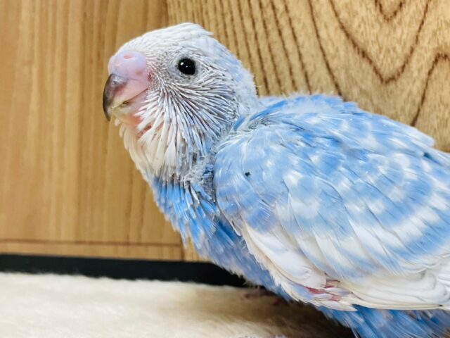 晴れた日の青空のようです☀️セキセイインコ（スパングル）ヒナ