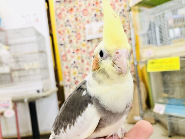 ムチムチに勝るものなし・・・・　オカメインコ