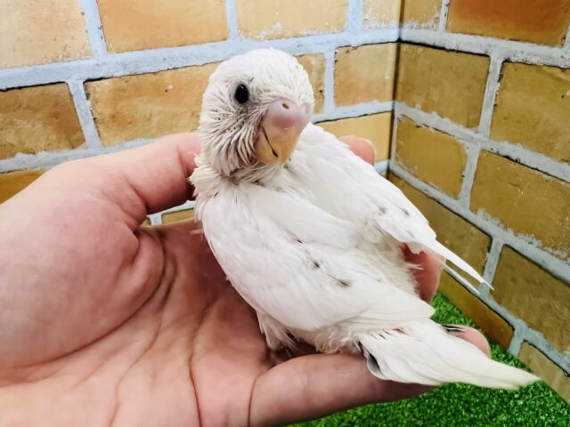 控えめな黒ゴマ☆真っ白な白ハルクイン〜♪