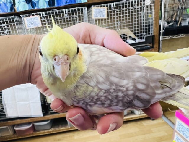 隠れた2ウェイカラー⁉︎淡いパール模様のオカメインコ（シナモンパールパイド）
