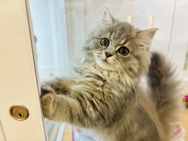 空中フミフミは任せて！？ミヌエットちゃん！