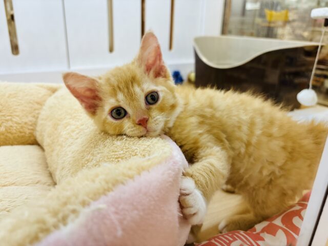 あざと攻撃炸裂〜🔥ラムキンちゃん！