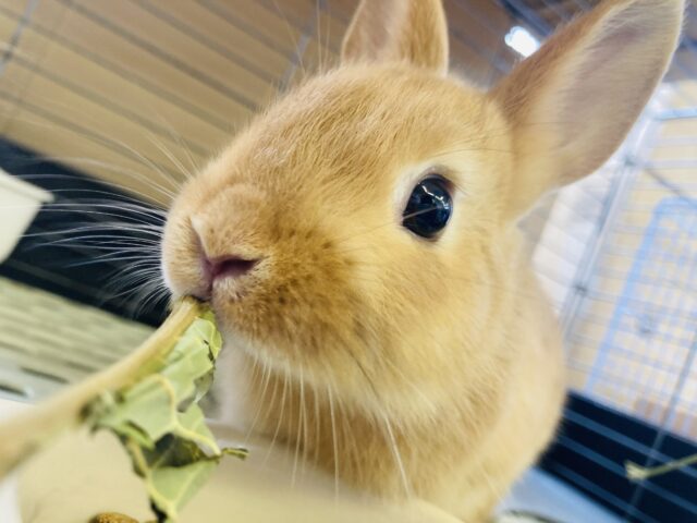 優しい穏やかなうさちゃんです🐰❤︎ネザーランドドワーフ(オレンジ)女のコ🍊