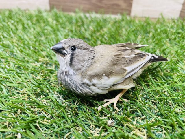 最新画像あります⭐️どんな姿に成長するのか楽しみです‼️ミニミニサイズのキンカ鳥パイド⭐️