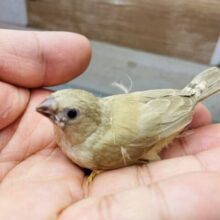 最新画像あります⭐️ほわほわ〜🤎小さいけれどドヤ顔かまします💪🔥キンカ鳥シナモン