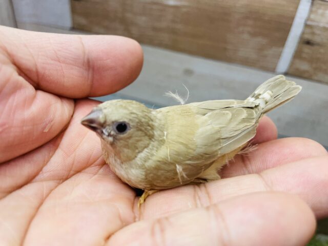 最新画像あります⭐️ほわほわ〜🤎小さいけれどドヤ顔かまします💪🔥キンカ鳥シナモン