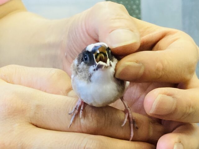 最新画像🌟ミニミニ❤︎ ⁾⁾ 和みオーラ全開🌻とってもかわいい十姉妹ちゃんズ入舎です🌟