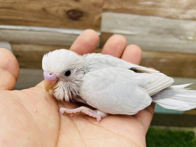 最新画像あります✨シックでオシャレなお色です〜✨セキセイインコのライラック！！