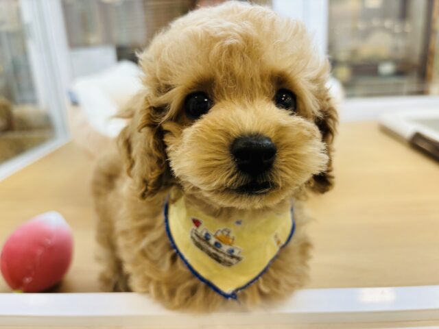 おしゃべりが止まらない！？トイプードルくん！