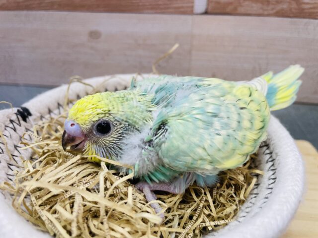 明るいグリーンが可愛らしい人気カラー⭐️セキセイインコのパステルカラーレインボー🌈