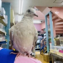 更に最新動画・画像あります！ヒナ餌卒業‼️ぽっぽっぽ〜♪とっても可愛いハトさん登場❣️ジュズカケバトの「サブレ」さん❤