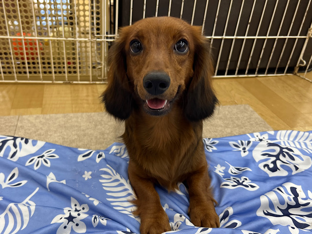 最新画像❣️癒し💓スタンダードダックスこ女のコきました〜✨️✨