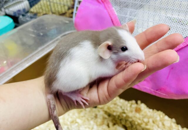 美人さん💗お家から覗いちゃう💓💓💓　ファンシーラット　ハスキー　女の子