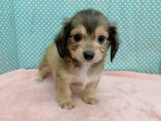 激カワ❣️うるうるな瞳なMIX犬(チワワ✖️ダックス)の男のコきました✨️